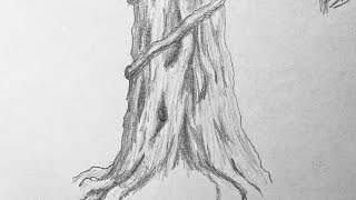 How To Draw Tree Bark