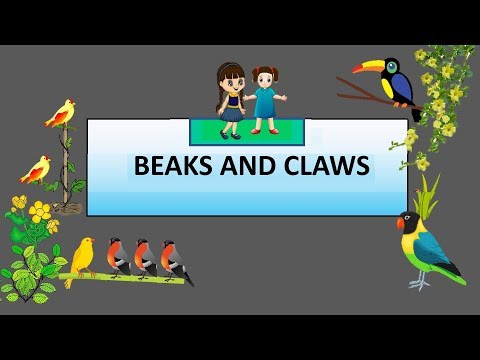 CBSE: Class 4: Science: Beaks and Claws of Birds