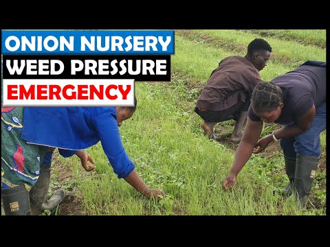 Onion Farming in Zambia: 2022 Update 2 (Feb 26): Our Nursery Beds Under Severe Weed Pressure