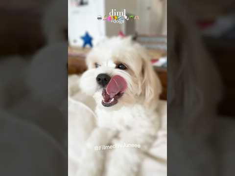 Loveee diml#beachvideo #preppy #claybracelet #aestheticsummer #skincare #puppy #vlogs #diml