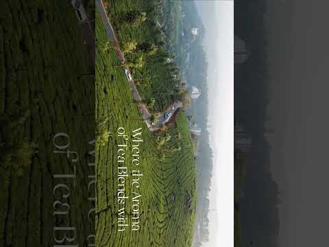 Experience the magic of Munnar, Kerala where the majesty of nature unfolds at every turn!🌴