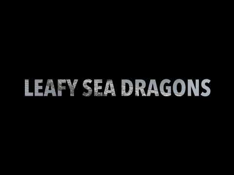 Book a day tour to dive with Leafy Seadragons, boat dives at Rapid Bay with Underwater Sports