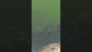 #fishing #fish #fishscript #kanyakumari #vivekananda #india #motovlog #travel #beach