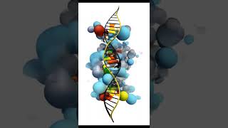 3D DNA Animation | KVS PGT BIOLOGY