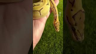 Enchi Pinstripe Desert Ghost Double Het Clown Pied Ball Python