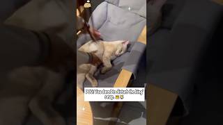 #foryou #cat #funnycats #funny #funnypets ##foryou #fypyoutube #fyp #cats #kitten