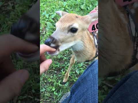 Taming a Whitetail Fawn: Bonding Moments on the Farm #deer #babydeer #nature