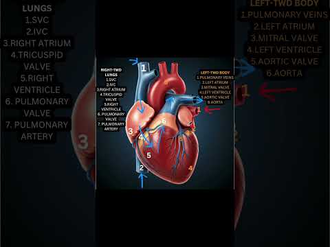 Heart's Journey:  Blood Flow in 60 Seconds #anatomy #heartbloodflow #heart #health