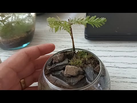 Making a Micro Swamp Cypress Terrarium 🌲