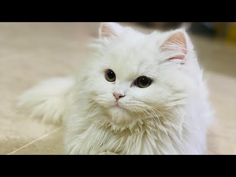 My lovely cat 🐱
