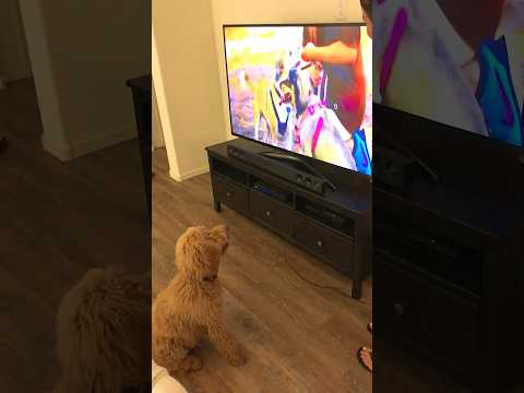 Fluffy Dog Watching Dog TV! #funny #dog #viral #shorts