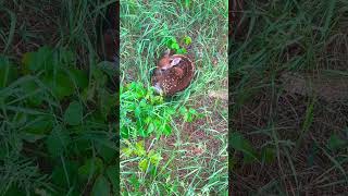 DO NOT TOUCH a baby fawn if you walk up on it. Mama isn’t far. #hunting #deer #fawn #explore #fall