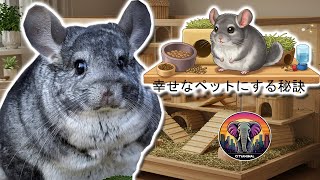 チンチラの正しい飼い方 | 動物ドキュメンタリー