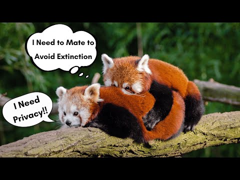 Red Panda: Rare Animals that Almost Extinct With Less than 10,000 Populations Left. #animals #panda