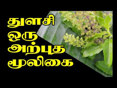 Health tips in tamil _ Benefits of Tulsi _ துளசியின் மருத்துவ பயன்கள்