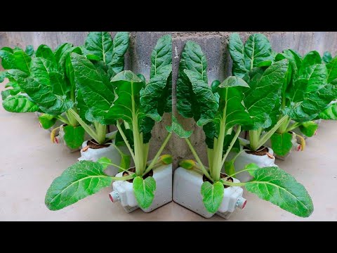 How to Grow Chard in Plastic Bottles