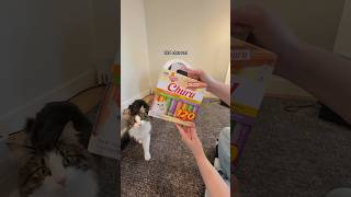 My cats paid my mortgage in 2025 - here’s their year end bonus #catinfluencer