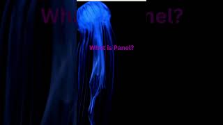 Panel: Interactive Dashboards