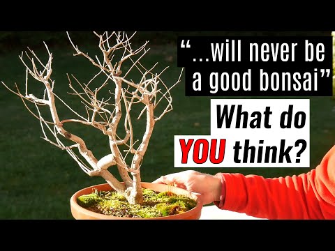 How to develop a triple trunk bonsai | Winter pruning an English elm