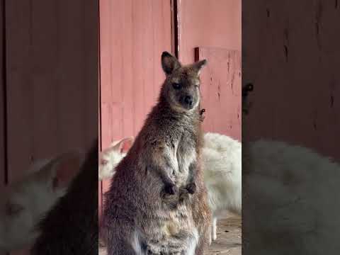 Our Fav Farm in Kelowna! Kangaroo Creek Farm🤎 #animalshorts #animals #kangaroofarm #kelownabc
