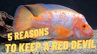 5 REASONS WHY I KEEP A RED DEVIL