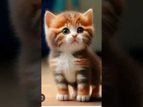 #song #new song #music #love #shreya #baby #cat #funny