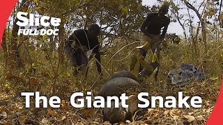 Cameroon’s Python Hunt: A Father's Risk for His Son’s Future | FULL DOCUMENTARY