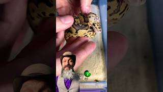 Ball Python’s First shed! #molinarosnakelab #ballpythonbreeding #royalpython #reptiles #shorts #kids