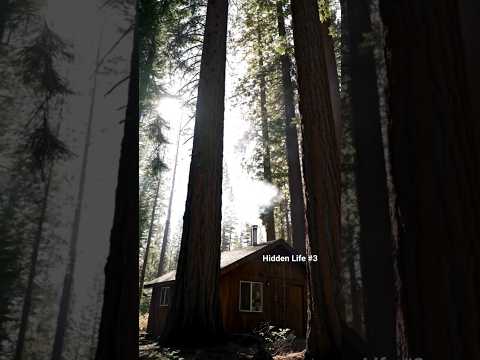 Hidden Life #3 – Cabin in the Forest #hiddenlife #forestcabin