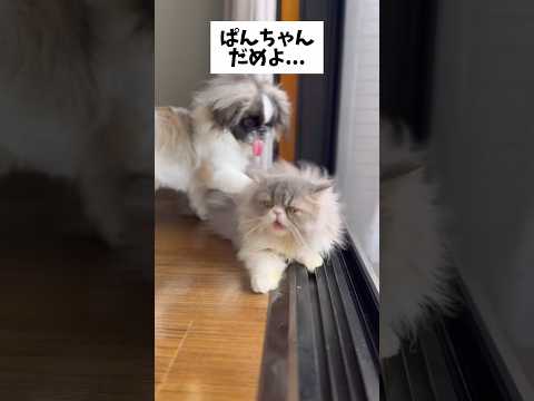 【おこめ君沖縄到着】先住犬のぱんちゃんとどうなる？
