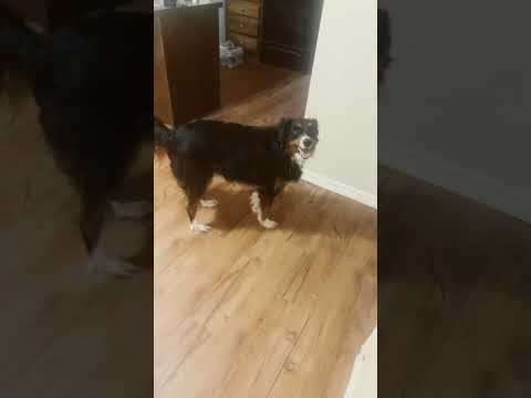 What does Cassie want? #cassie #gooddog #puppy #pets