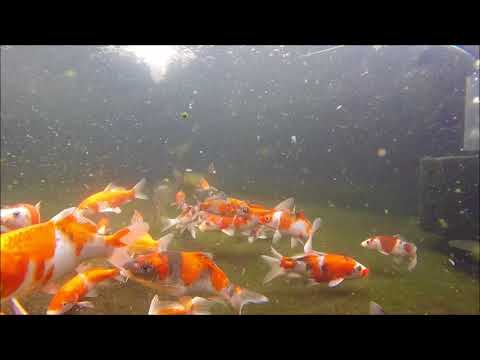 Otsuka Koi