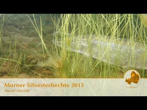 Murner Silvesterhechte 2013