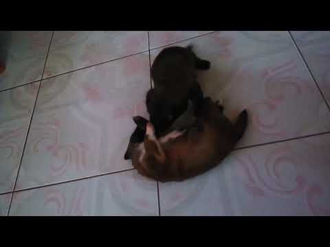 Puppy Fight