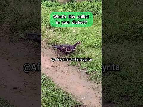 What's this called in your dialect? #africanfolktales #africanstorytimebyrita