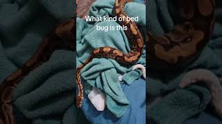 Bug #ballpythons #ballpython #ballpythoncommunity #ballpythonsnake #ballpythonsofinstagram