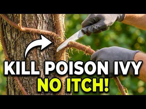 How I Removed 20 Years Of Poison Ivy From My Trees For FREE (No Itch)