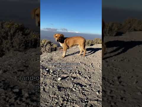 How We Acclimatize In High Altitude ( Mountaineering &Hiking) #shorts #mountain #highaltitude #hike