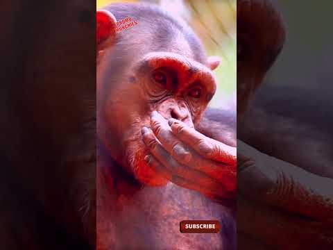 Whispers of the Aviary A Chapangi's Missing Melody | #shorts #PromoMunchies