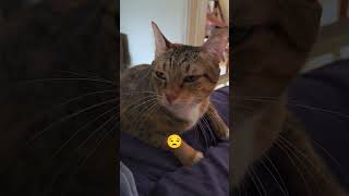 human furniture not furniture-ing #cats #catmath #math