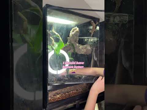 Gecko escape!!! 🦎