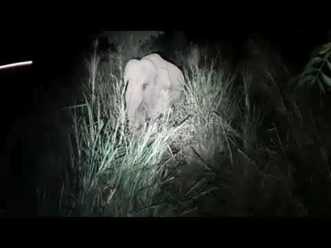 wild elephant in my place 🐘