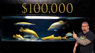 $100,000 Golden Fish Tank Setup? | What Fish Should We Add?