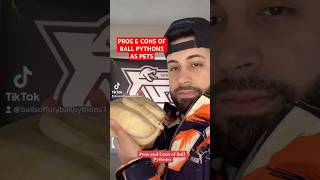 Pros & Cons of Ball Pythons as Pets