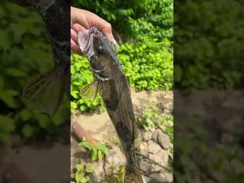 First time catching this species￼!!! Let me know what it is down in the comments #newspeciescaught ￼