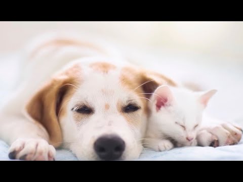 Relaxing Sleep Music for Pets and their Humans - "In The Moment" by Liquid Mind