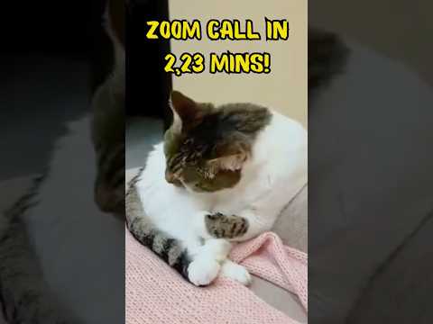 POV: Pre-Zoom Panic-Scramble 😺 #catshorts  #relatablehumor #zoomcall