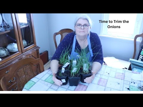 My FIRST Time Ever Planting Onions Seeds