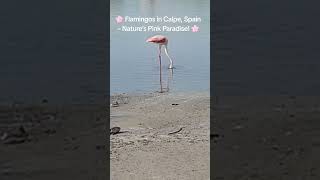 Flamingos in Calpe, Spain – Nature’s Pink Paradise! #CalpeSpain  #NatureLovers #TravelSpain