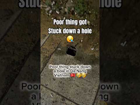 Poor thing got stuck down a hole in Da Nang 😪 #familygonomad #viral #trendingshorts